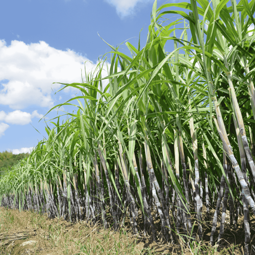 all the wonderful things to do in pereybere sugar cane
